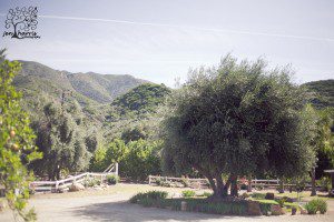 Ojai_Wedding_Olivetree_View